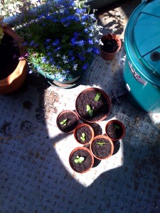 Basil on the balcony