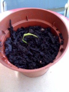 Unhappy chili plant